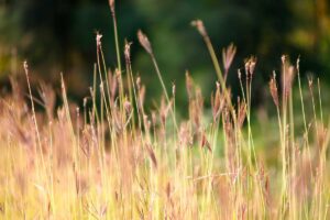 Waspada! Risiko Kesehatan Mengintai dalam Perjanjian Dagang Indonesia-AS – portal7.co.id