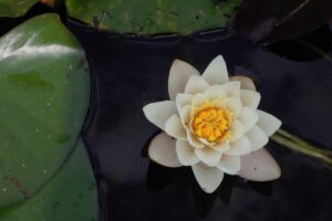 Bos SIDO Irwan Hidayat: Saatnya RI mandiri di dunia obat tradisional – IDNFinancials